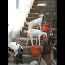 Vor Ziegen ist kein Blumentopf sicher